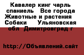 Кавалер кинг чарль спаниель - Все города Животные и растения » Собаки   . Ульяновская обл.,Димитровград г.